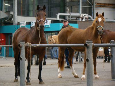 836576 Afbeelding van een paardenmarkt in de veemarkthallen (Sartreweg 1) te Utrecht.